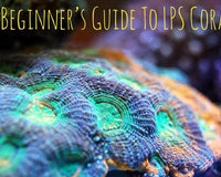 A beginner's guide to LPS Corals blog image