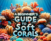 A Beginner's Guide to soft corals