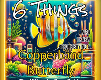 Ultimate care guide for copperband butterfly fish blog