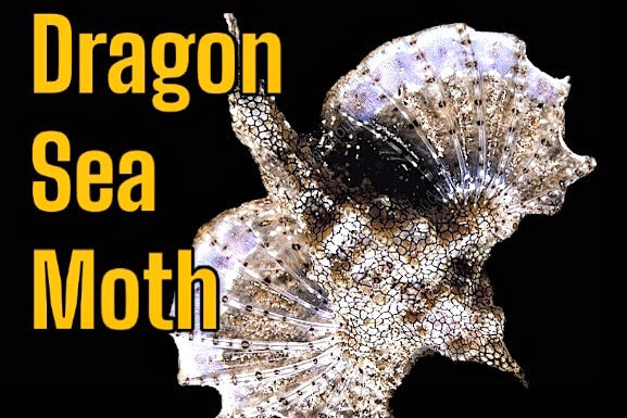 Dragon Sea Moths