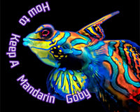 How to keep a mandarin goby in a reef tank blog