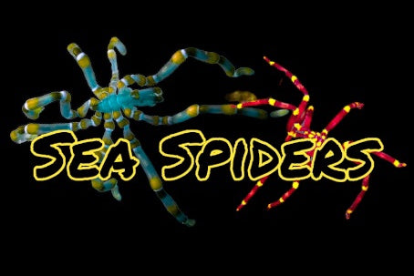 Sea Spiders in a reef aquarium 