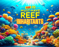 Top 10 Must-Have Reef Aquarium Inhabitants