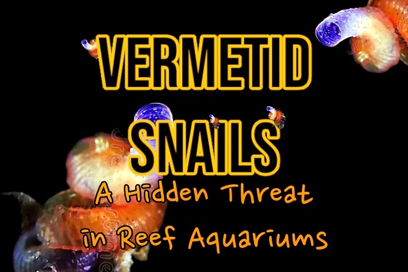 Vermetid snails in reef tank