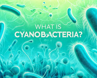 What is CyanoBacteria?