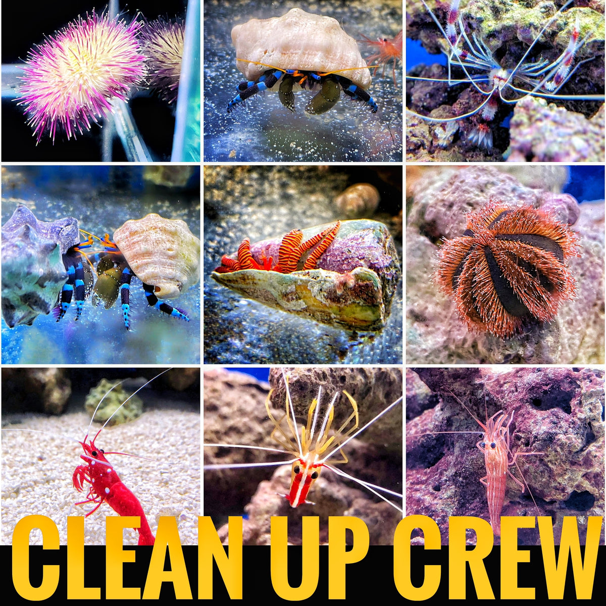 Clean Up Crew - Here's Why You Need Them!