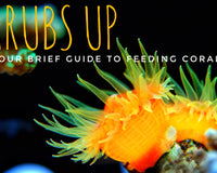 Grubs up a brief guide to feeding your corals