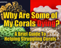 Why Are Some Of My Corals Dying? A Brief Guide to Helping Struggling Corals 