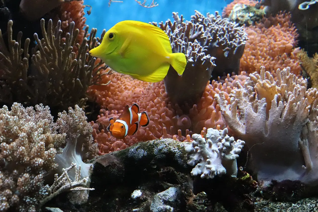 soft coral reef tank