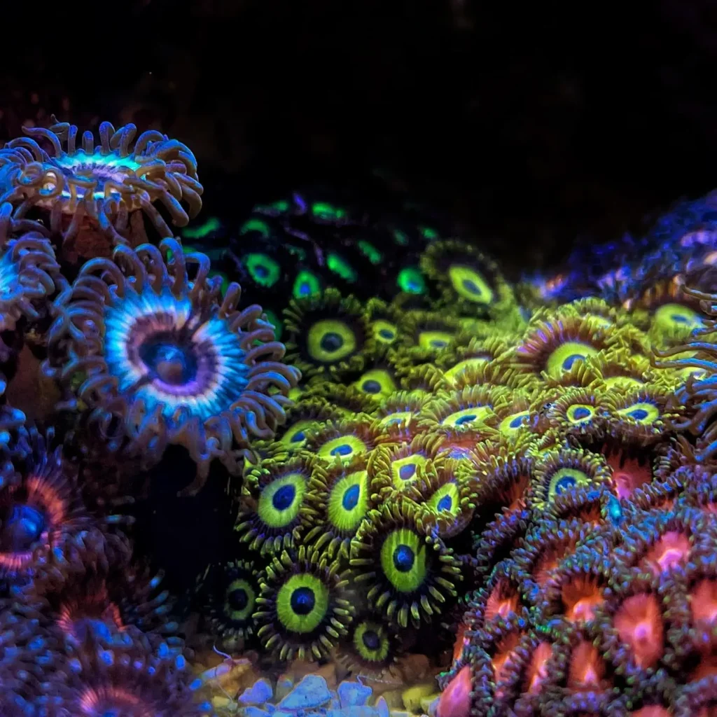 fluval evo zoa garden