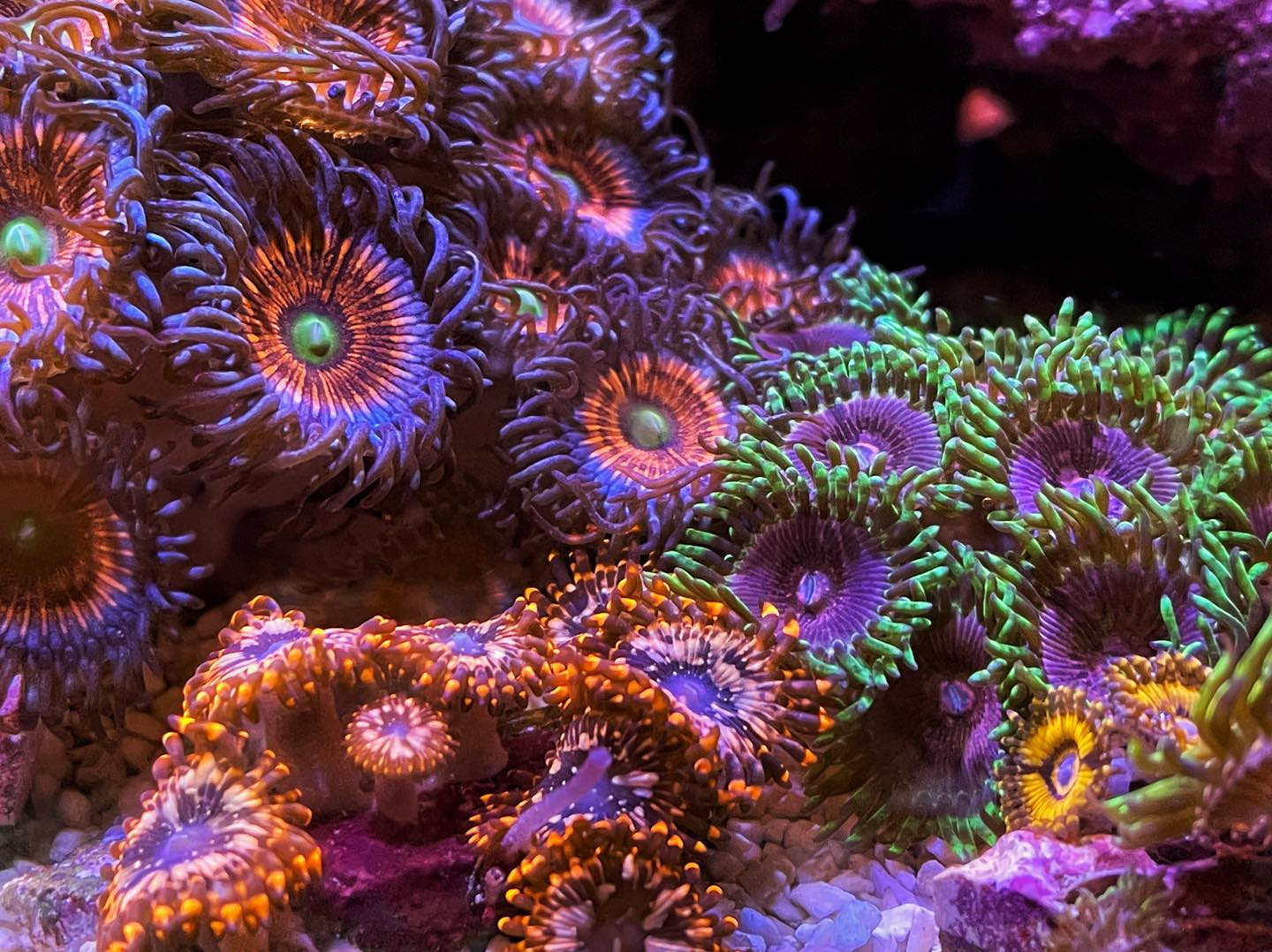 fluval evo zoa garden