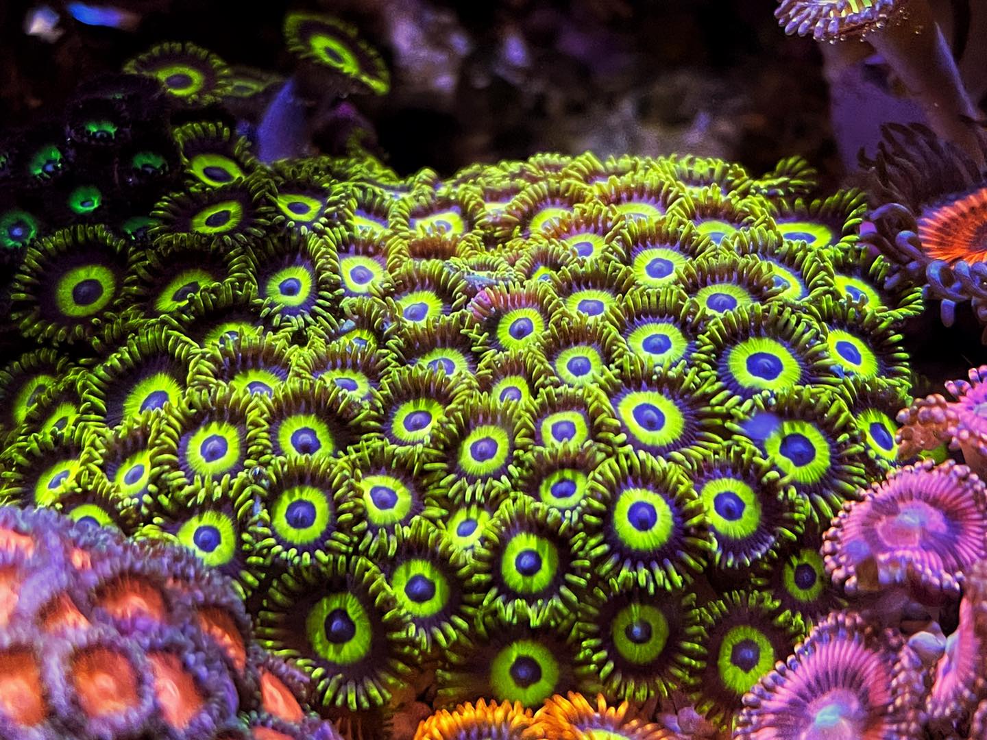 fluval evo zoanthids
