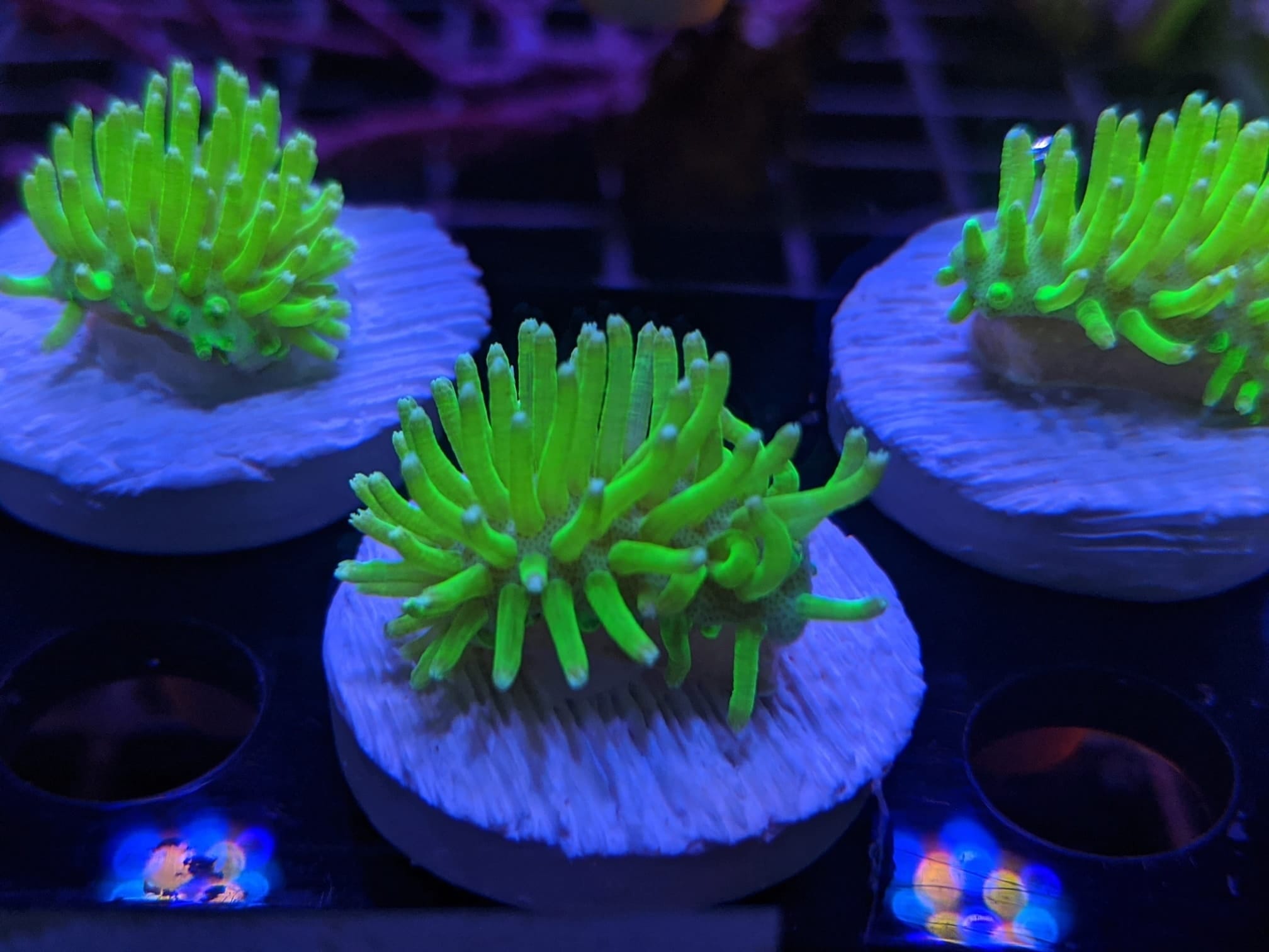 green toadstool frags