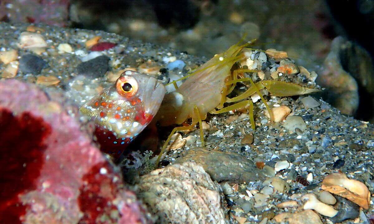 Gorgeous_prawn-goby_and_blind_shrimp