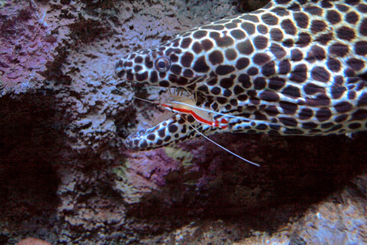 cleaner shrimp in eel mouth symbiosis