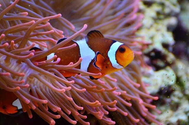 Clownfish and anemone symbiosis