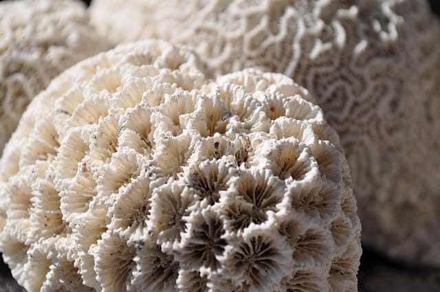 Dead Coral skeleton