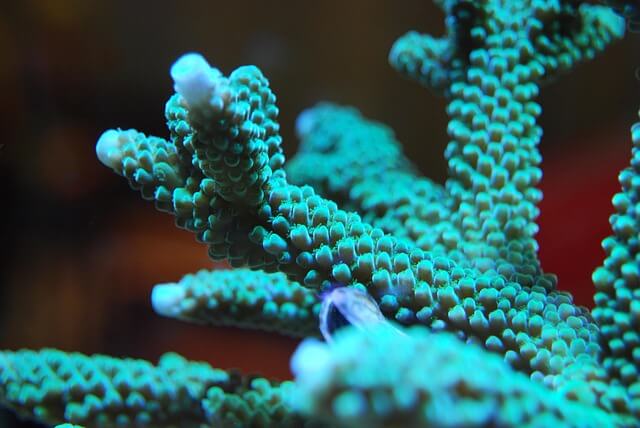 acropora coral colourful green