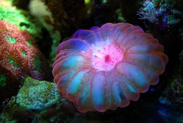 red cynarina coral