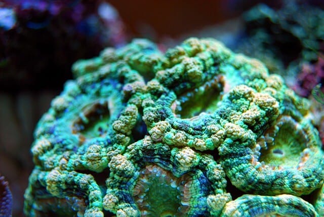 Acanthastrea acan coral