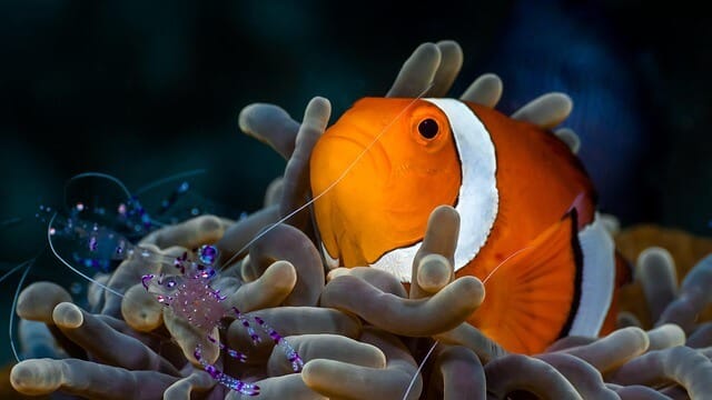 Clownfish in anemone with Glass Anemone shrimp