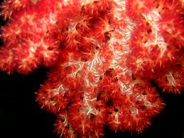 nepthea red soft coral