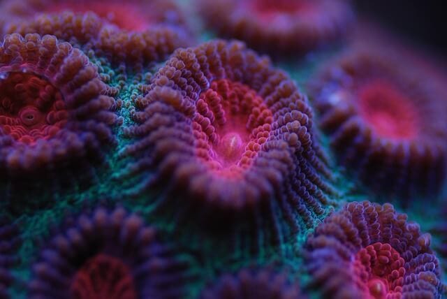 lps coral upclose