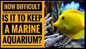 how difficult to keep marine fish tank