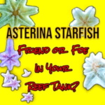 asterina starfish in a reef tank