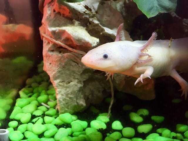 albino axolotl in aquarium