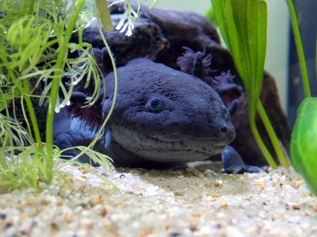 black axolotl hiding
