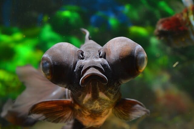 Black moor goldfish