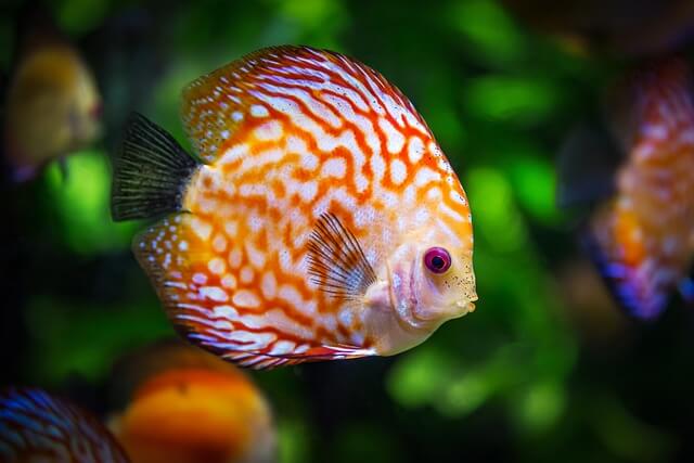 Tropical fish tank with discus fish