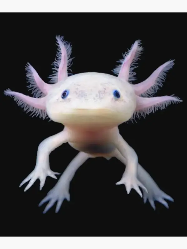 pink albino axolotl floating