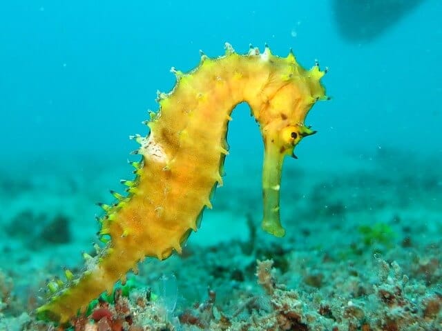 Seahorse hippocampus