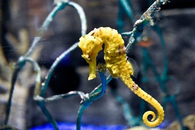 Seahorse in reef aquarium