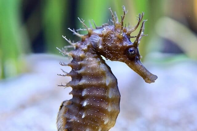 upclose seahorse in tank