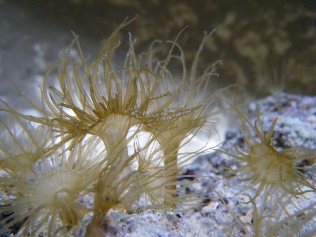 Aiptasia pest anemone