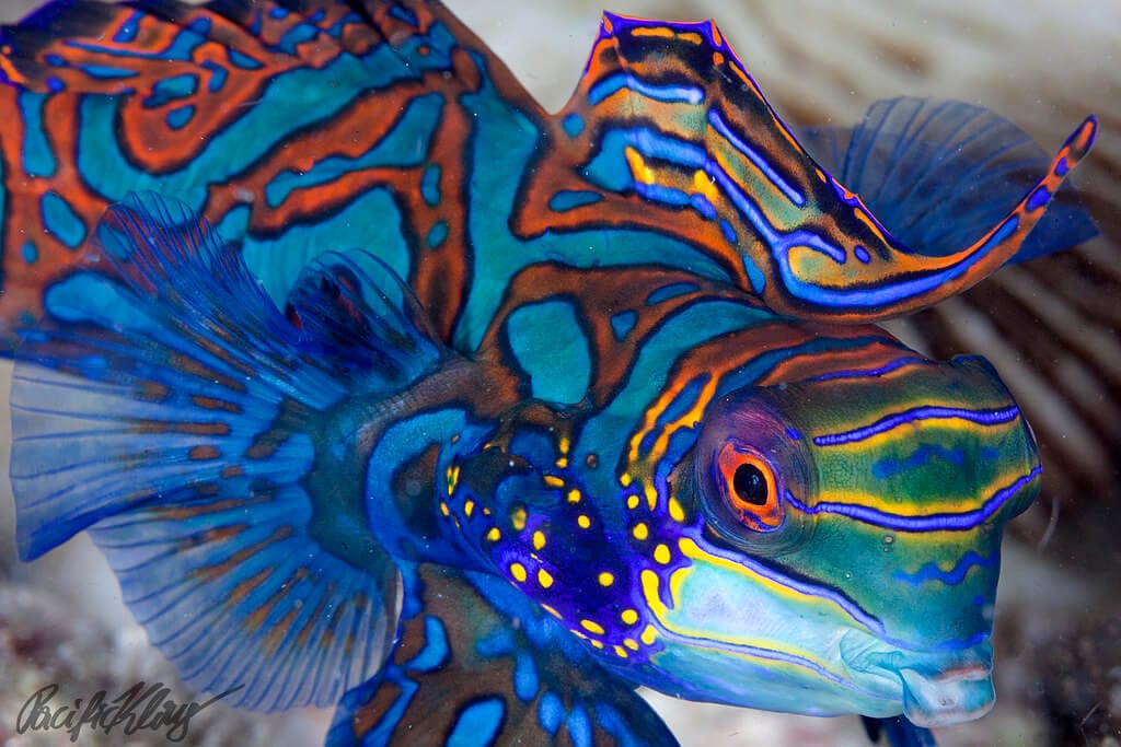 mandarin goby upclose 