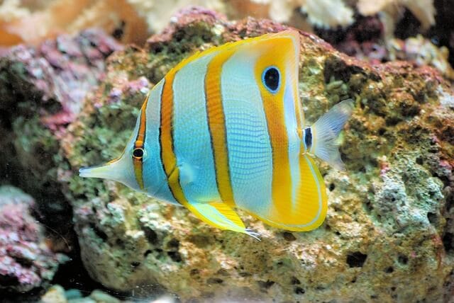 butterflyfish swimming in aquarium