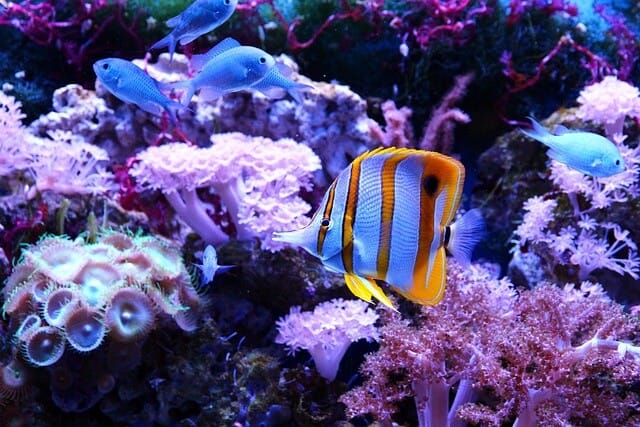 copperband butterfly fish in mixed reef