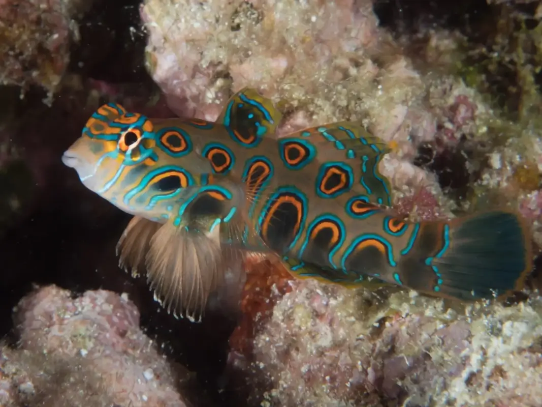 spotted mandarin goby