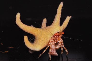 Antler Hermit Crab