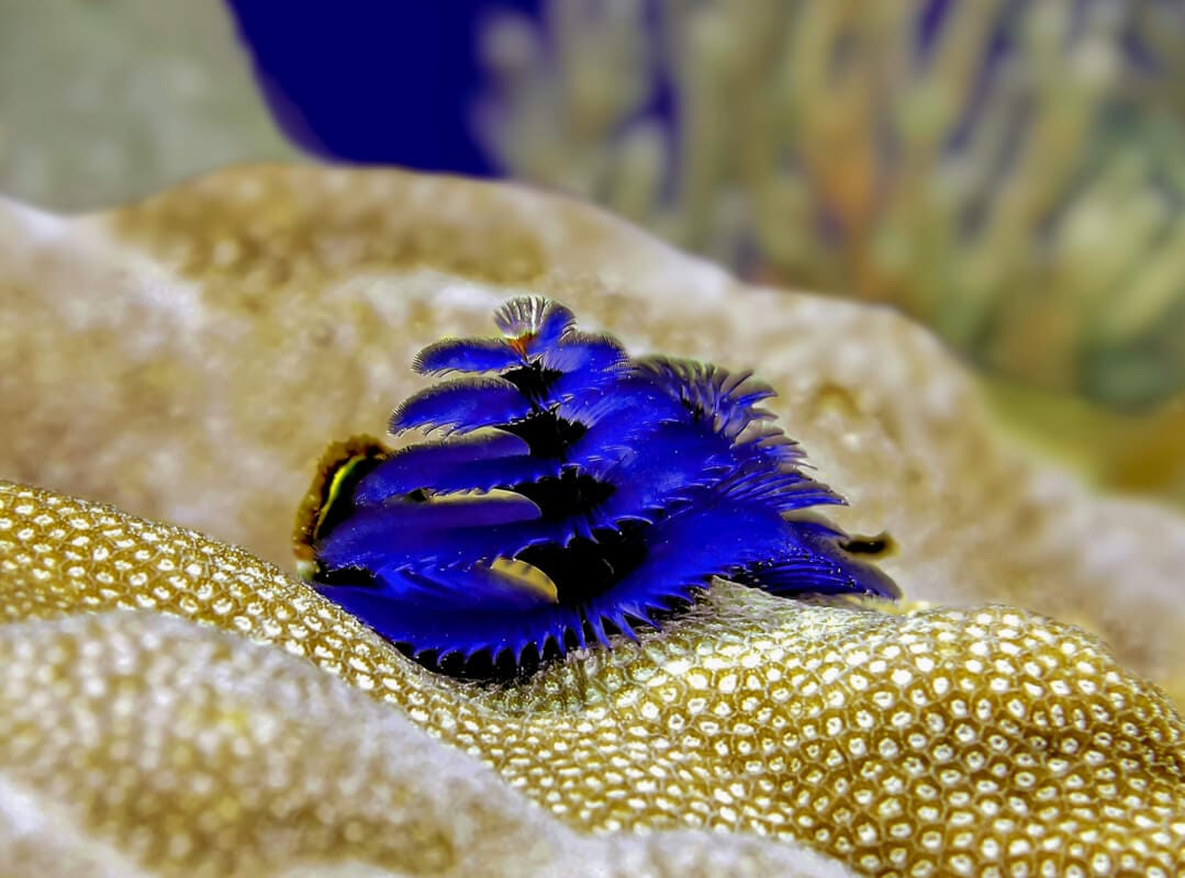 blue Christmas tree worms