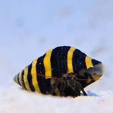 Bumblebee snail in reef tank