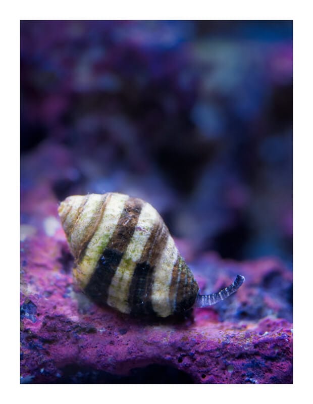 Bumblebee snail in reef tank