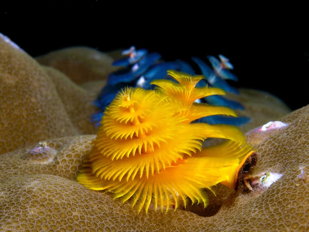 yellow christmas tree worms