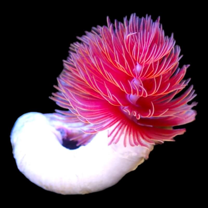 Coco worm pink in white shell