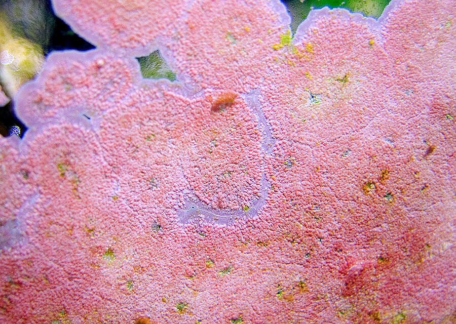 Coralline algae growing on glass