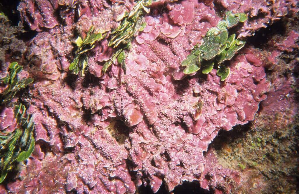 coralline algae growing on live rock